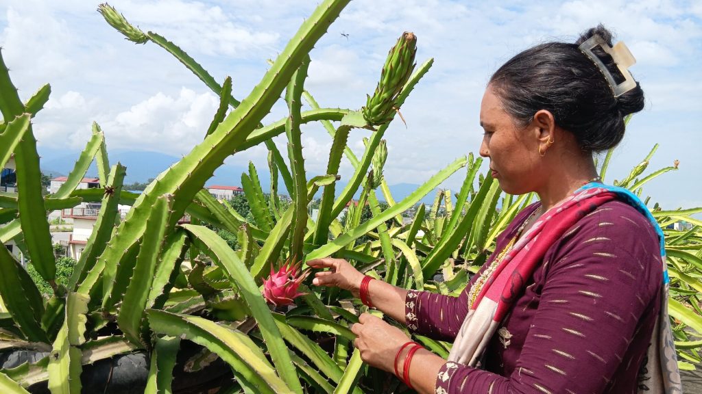 कौसीमै ड्रागन फ्रुट खेती गरेर वार्षिक आठ लाख कमाइ