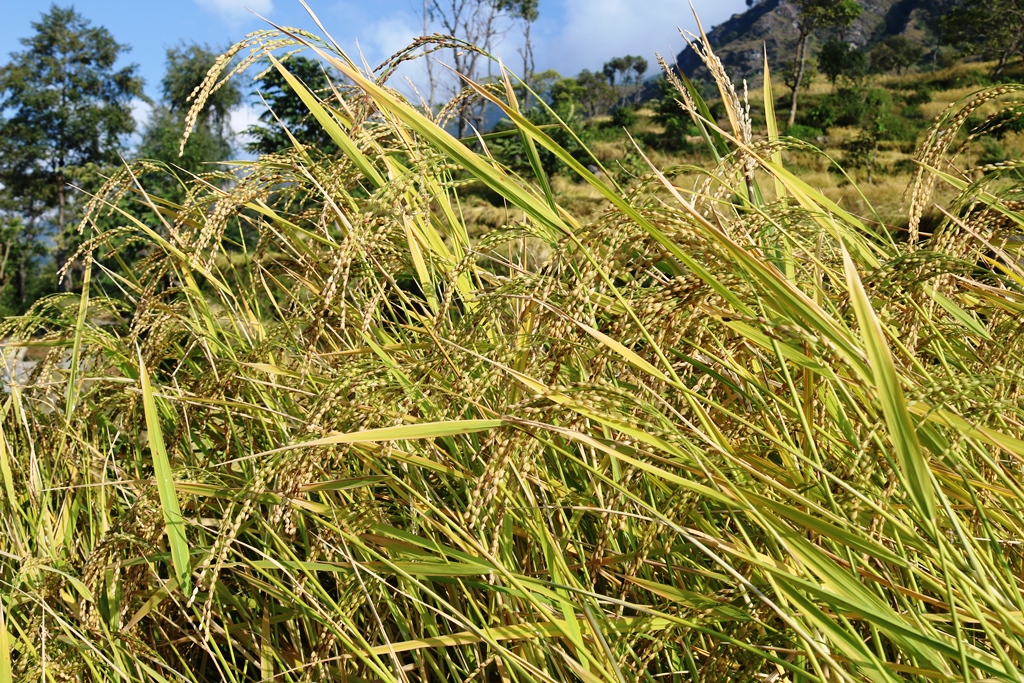 म्याग्दीमा गत वर्ष खाद्यान्न उत्पादन बढ्यो