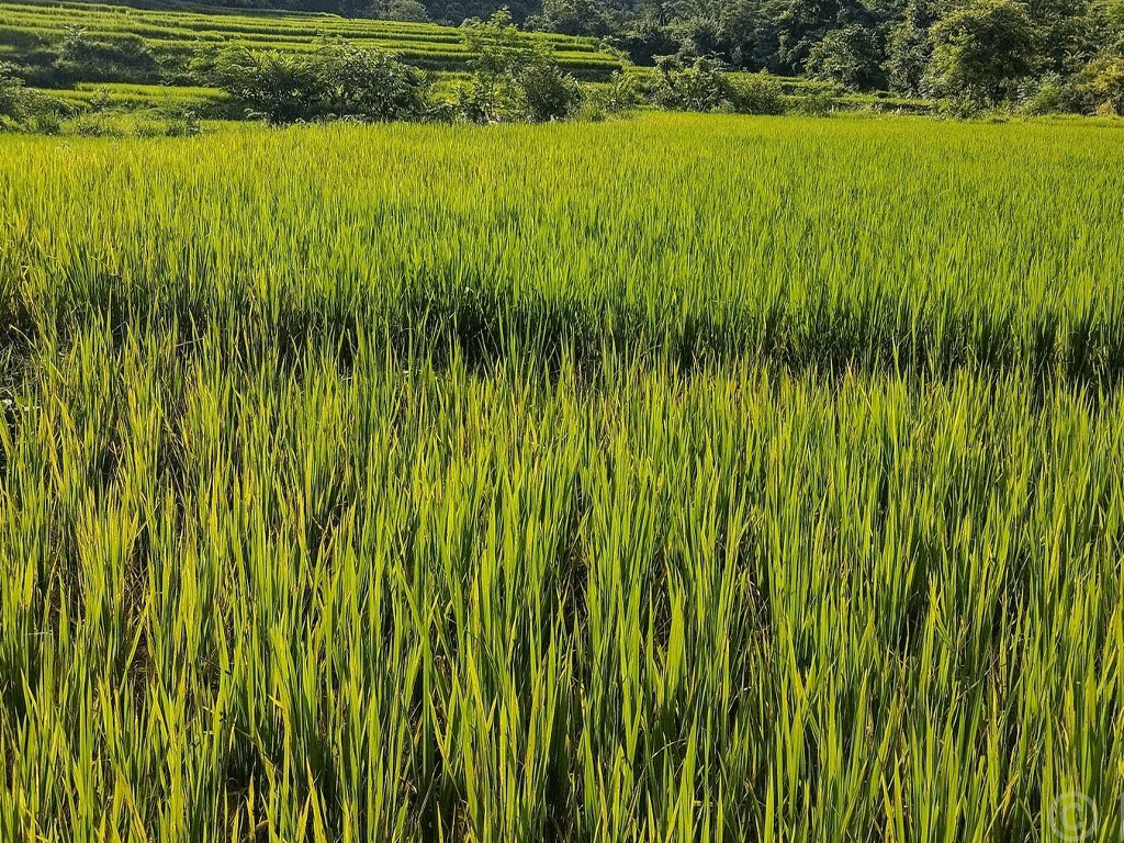 बन्दीपुरमा धानबालीमा ब्लाष्ट रोगको जोखिम बढ्यो