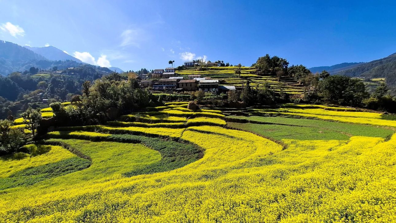 तोरी फूलेर पहेंलपुर बेथानचोक (तस्वीरहरू)