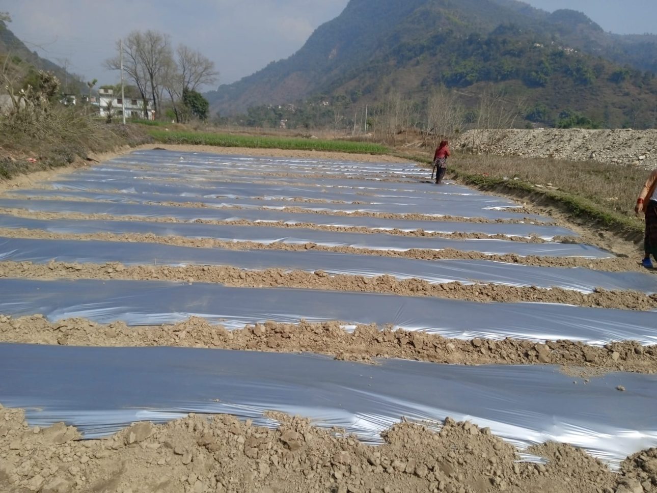 भीरकोट नगरपालिकामा जिल्लामै पहिलो परीक्षणका रूपमा तर्बुजा खेती सुरु