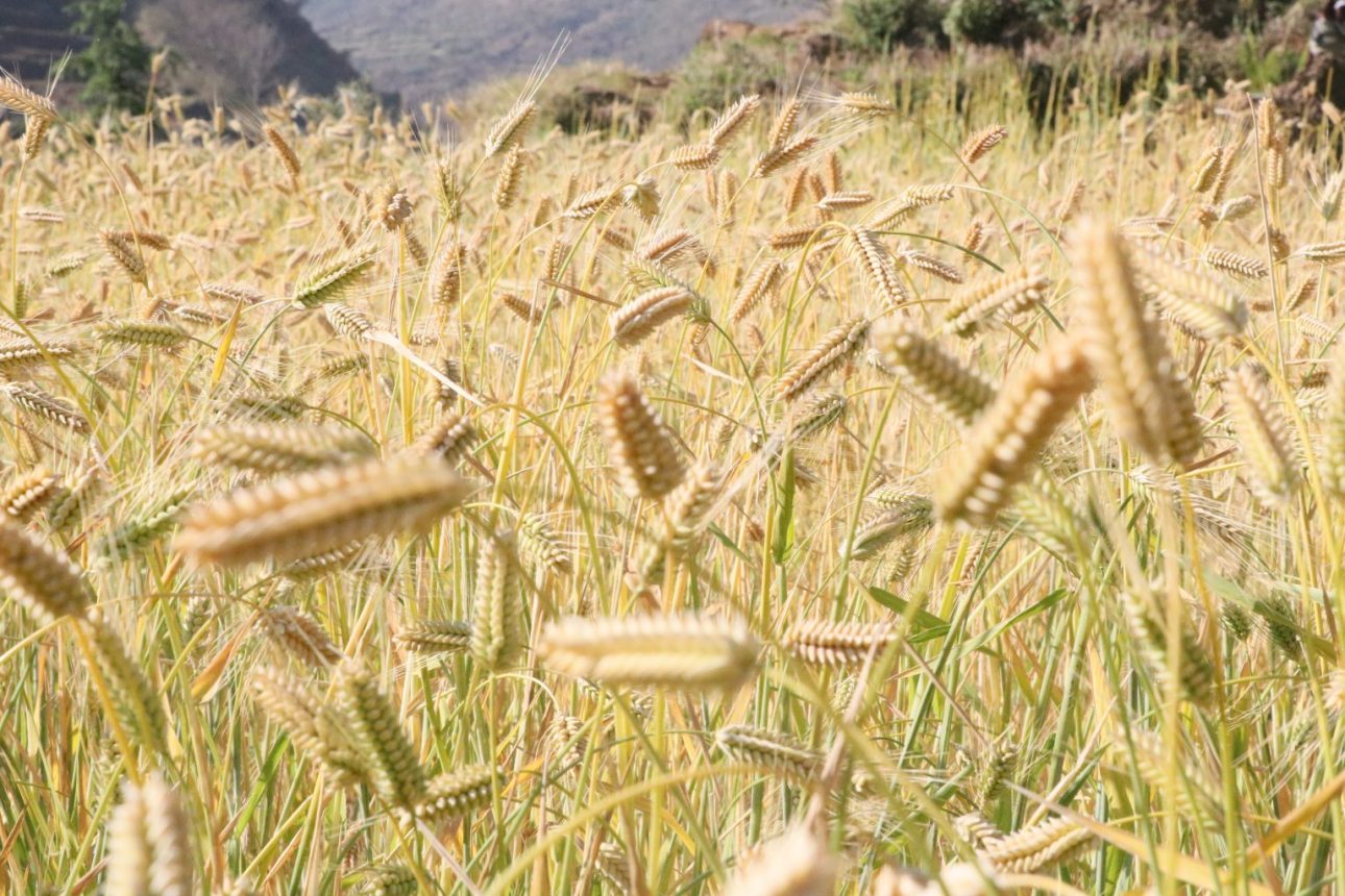 हिउँदेबाली भित्र्याउन रुकुम पूर्वका किसानलाई चटारो