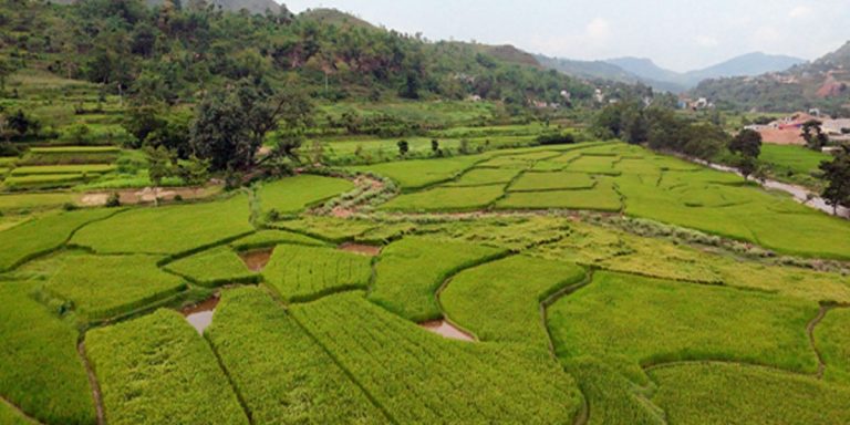 तनहुँमा तरकारी र धान खेतीको क्षेत्रफल विस्तार, ३ हजार ८२७ किसान लाभान्वित